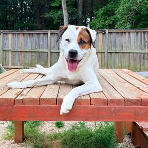 Bandito, Mixed Breed (Medium), senior, available for adoption
