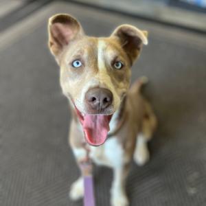 A happy dog with blue eyes and a brown and white coat, sitting on a textured surface.