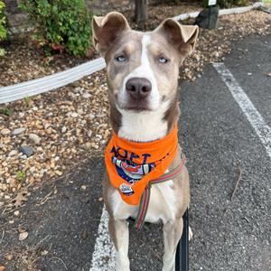 Betty Davis, Husky, adult, available for adoption