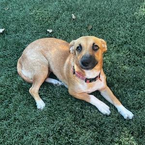 Canelita, Retriever, Labrador, young, available for adoption