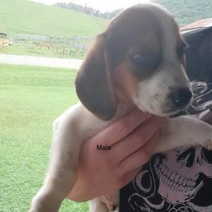 Beagle Pup Male, Beagle, available for adoption