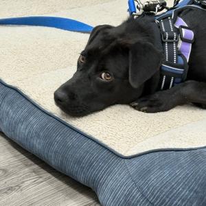 Carey, Retriever, Black Labrador, young, available for adoption