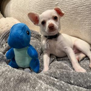Chi Male 1, Chihuahua, available for adoption
