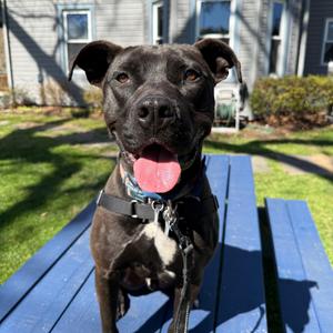 Caesar, Retriever, Black Labrador, adult, available for adoption