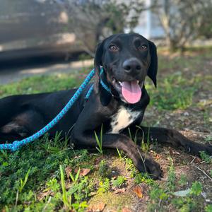 Badger, Retriever, Black Labrador, young, available for adoption