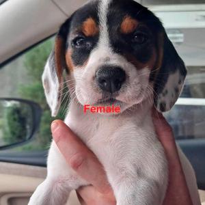 Beagle pup Female, Beagle, available for adoption