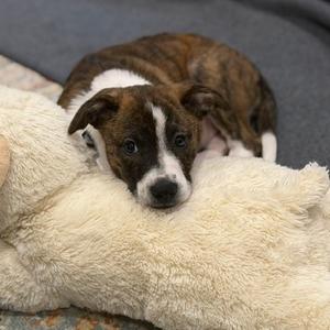 Callie, Cattle Dog, available for adoption
