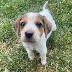 Amos, Hound, available for adoption