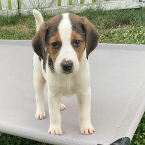 Copper, Hound, available for adoption