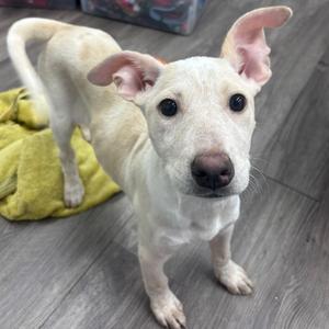 a white dog standing on a wooden floor with a yellow towel behind it