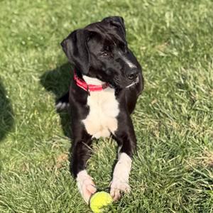 Chance, Retriever, Labrador, adult, available for adoption