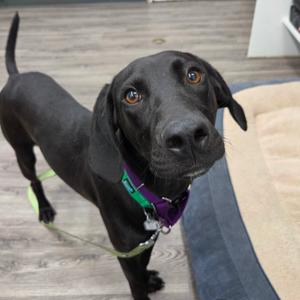 Beaver, Retriever, Black Labrador, young, available for adoption