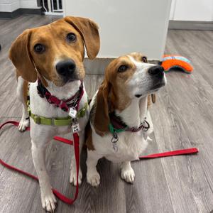 Cinnamon, Beagle, adult, available for adoption