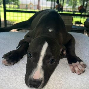 Betsy, Retriever, Labrador, available for adoption