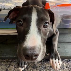 Betsy, Retriever, Labrador, young, available for adoption