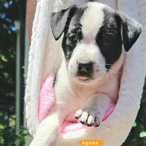 Agnes, Retriever, Labrador, available for adoption