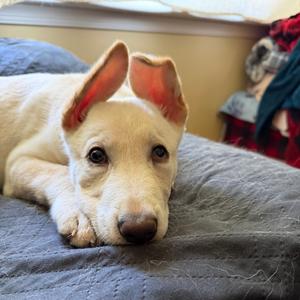 Chickpea, Shepherd, young, available for adoption