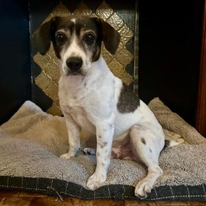 Bandit, Beagle, adult, available for adoption