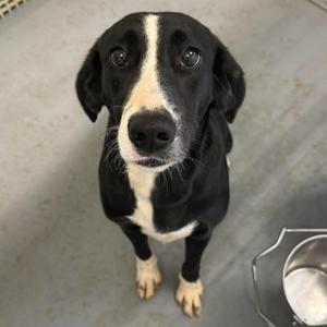 A black and white dog looking up at the camera.