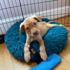 Butterscotch 7555, Feist, available for adoption