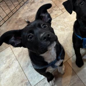 Astra, Terrier, available for adoption