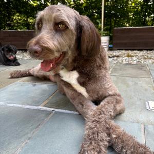 Chili, Retriever, Labrador, adult, available for adoption
