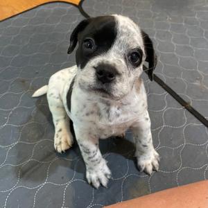 A black and white puppy sitting on a textured surface