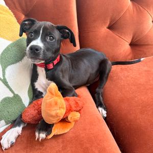 Binx, Retriever, Labrador, available for adoption
