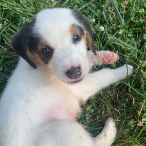 Chief, Hound, available for adoption