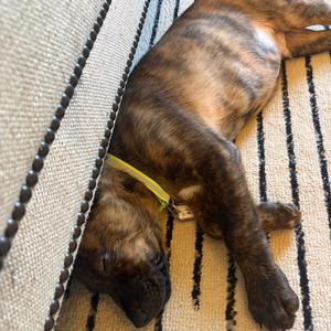 Archer, Cattle Dog, available for adoption