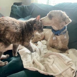 Ashton, Poodle, adult, available for adoption