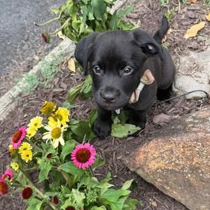Charlotte, Shepherd, German, available for adoption