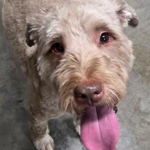Bandit, Retriever, Golden, adult, available for adoption