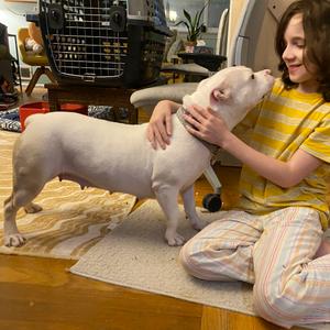 Caroline, Terrier, American Staffordshire, adult, available for adoption