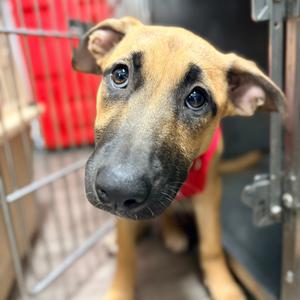 Brook, Shepherd, young, available for adoption