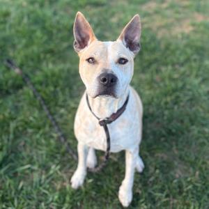 Chewy, Cattle Dog, senior, available for adoption