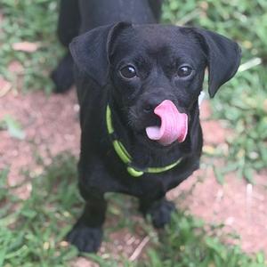 Chico, Chihuahua, adult, available for adoption