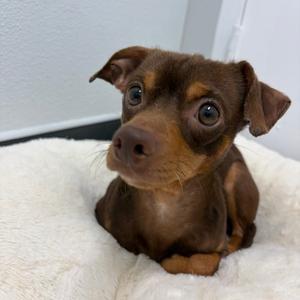 Cheddar Bay Biscuit, Chihuahua, young, available for adoption