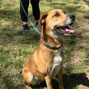 Cammie, Shepherd, adult, available for adoption