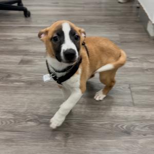 A brown and white puppy with a black collar standing on a wooden floor.