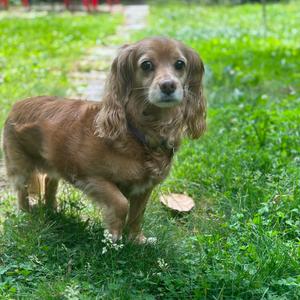 Buttercup, Dachshund, Miniature Long Haired, senior, available for adoption