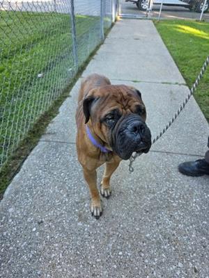 A brown dog with a black muzzle and a purple collar is standing on a sidewalk, looking up at the camera. The dog is on a leash, and there is a chain-link fence and grass in the background.