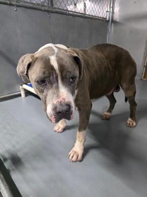 A brown and white pit bull terrier standing on a gray surface in a shelter environment.