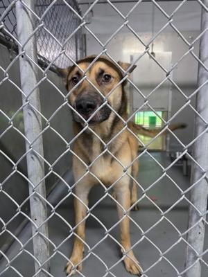 a dog behind a chain-link fence
