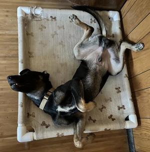 Everest, German Shepherd Dog / Doberman Pinscher, available for adoption