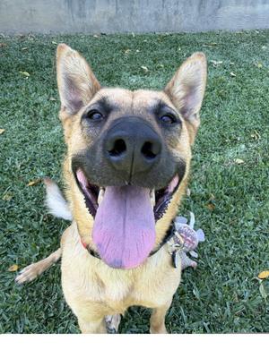 a German Shepherd dog sitting on grass with its tongue out