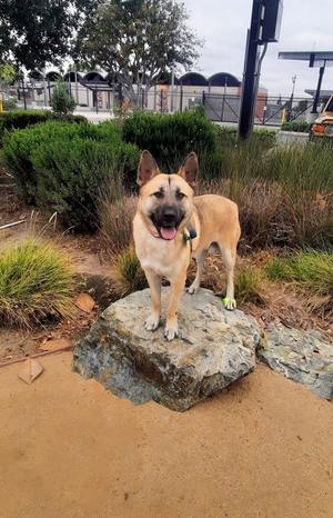Enzo, German Shepherd Dog / Labrador Retriever, available for adoption