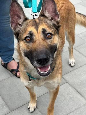 Belladonna, Belgian Shepherd Malinois, available for adoption