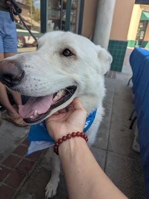 Canelo, White German Shepherd, available for adoption