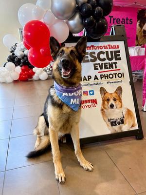Loki, German Shepherd Dog, available for adoption